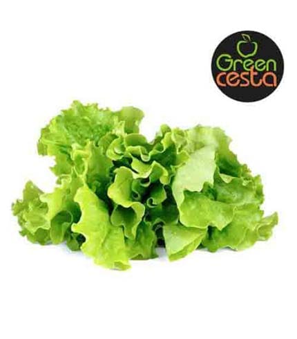 Green Cesta Lettuce