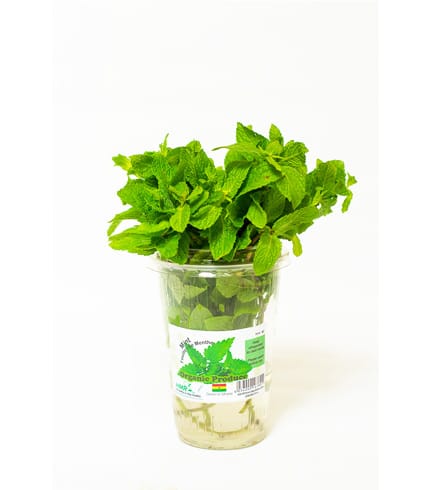 Mint Leaves