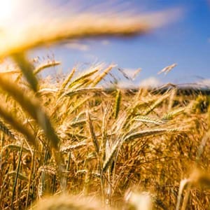 AGRICULTURAL INPUT
